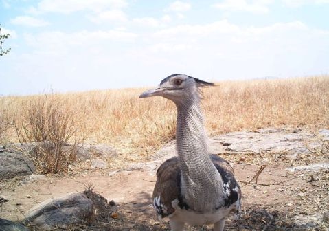 Let's start with this awesome dancing bird, spotted by Twitter user @sanderschenk