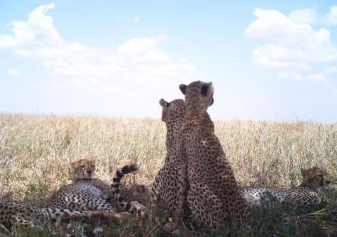 Group of Cheetahs