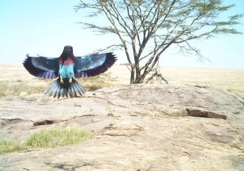 Lilac Breasted Roller