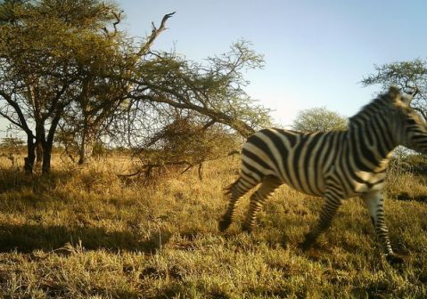 As user dms246 says: blick and you'll miss this zebra.