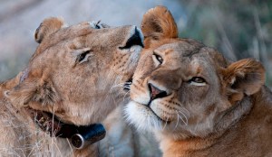 Collar_photo_TR56_TR144