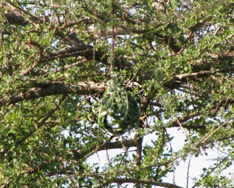 weaver_nest2