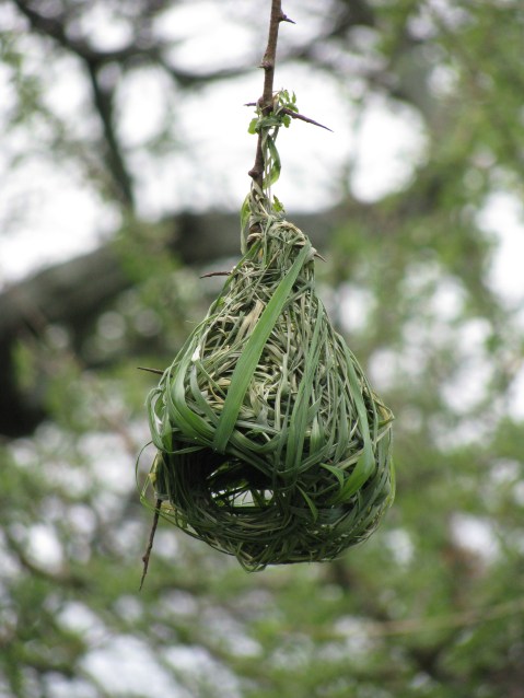 weaver_nest4