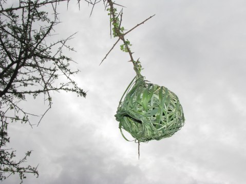 weaver_nest5