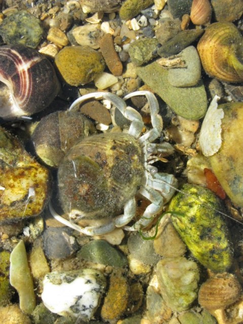 hermit_crab