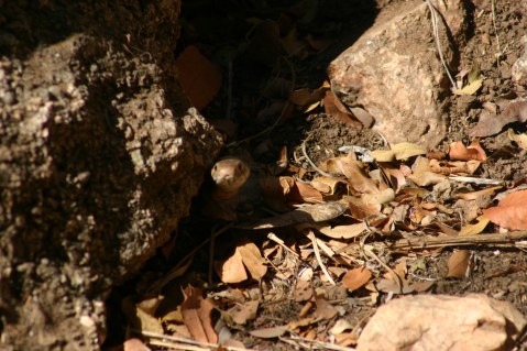 Sid, the spitting cobra.