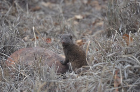 Dwarf mongoose! One of the cutest critters out there...