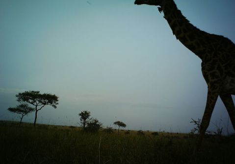 Huh? What giraffe? Where?