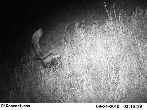 Zorrilla -- a rare find!