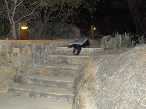 Honey badger don't care