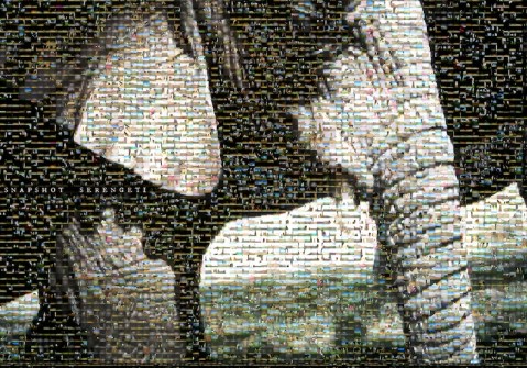 Snapshot_Serengeti_Elephant_Poster_Small