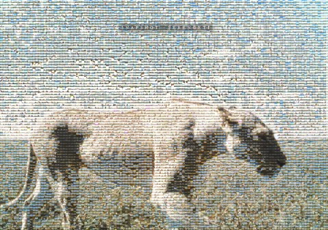 Snapshot_Serengeti_Lion_Poster_Small