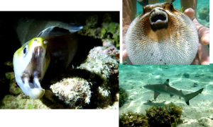 Photo Credit: Meredith S. Palmer