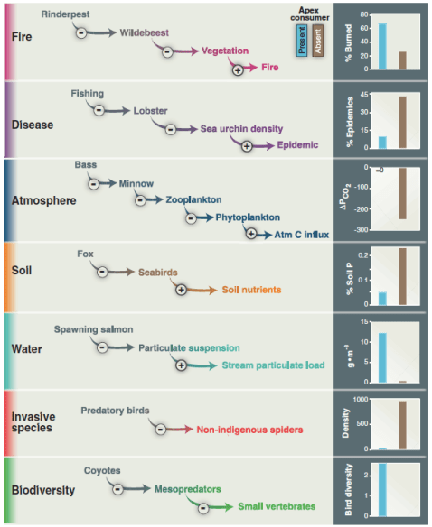 A figure from Estes et al. 2011 documenting the various pathways in which the loss of a top consumer affects many other things.
