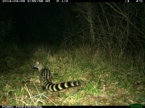 Common genet