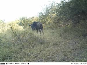 Wildebeest