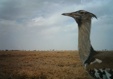 dancin' kori bustard