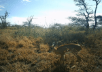 steenbok