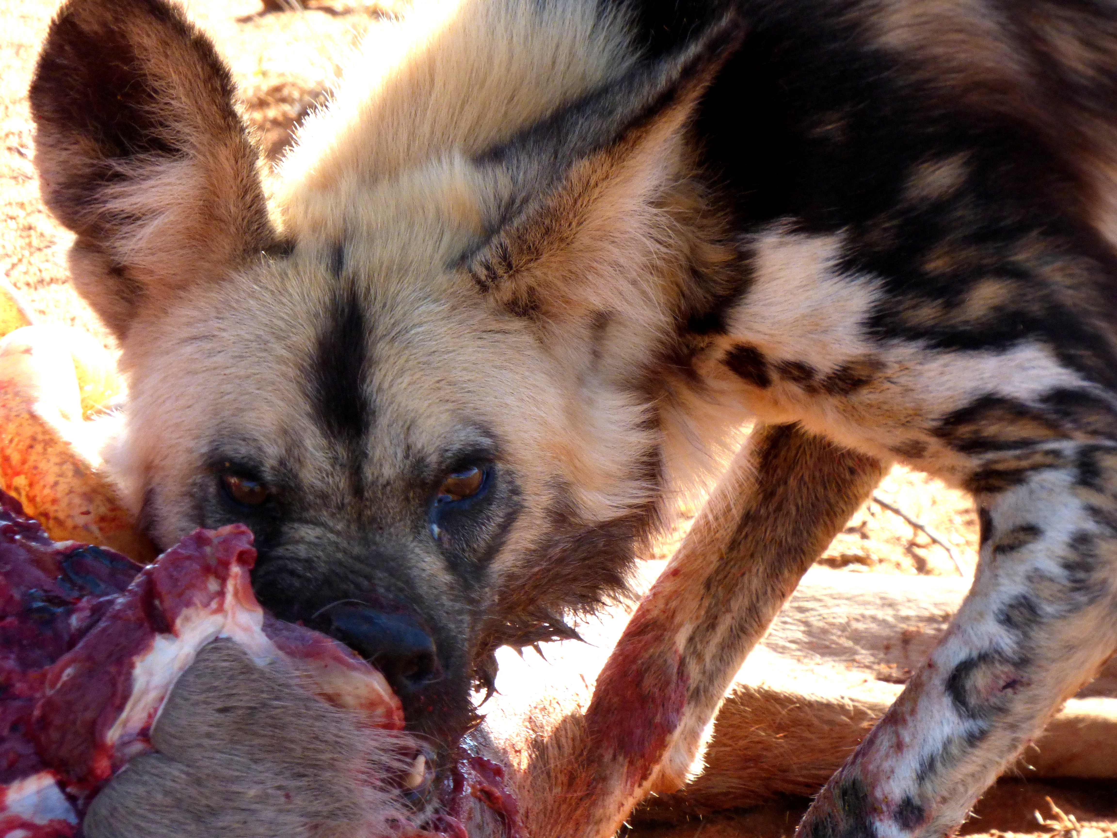Reintroducing the Wild Dog – Snapshot Serengeti