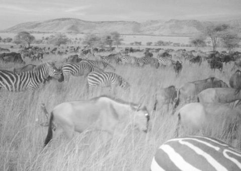 57875d5c9eb3950040059329_0