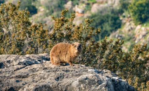 Rock Hyrax  Procavia Capensis