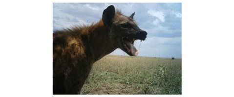 hyena