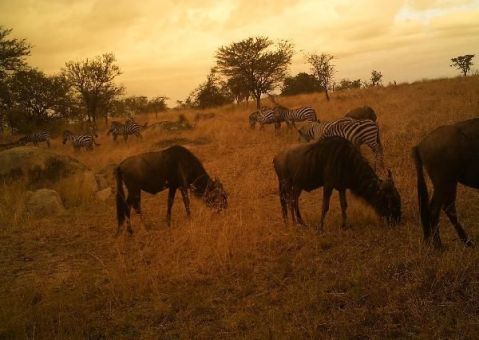 wildebeest and zebra