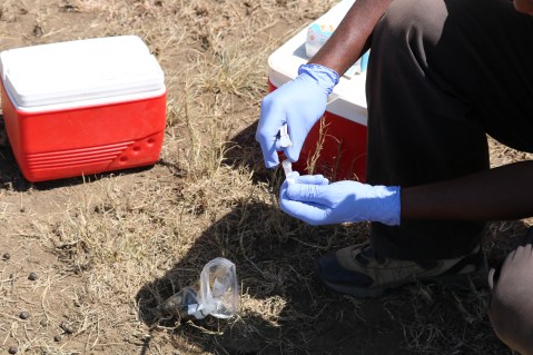 Sample goes into a DNA buffer